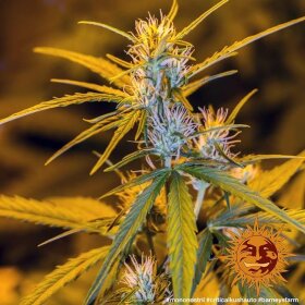 Barneys Farm Criticel Kush AUTO - 3 automatisierte Samen