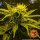 Barneys Farm Criticel Kush AUTO - 3 autoflowering Samen