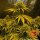 Barneys Farm Criticel Kush AUTO - 3 autoflowering Samen