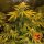 Barneys Farm Criticel Kush AUTO - 3 autoflowering Samen