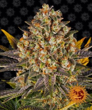 Barneys Farm Banana Punch - 3 feminized seeds