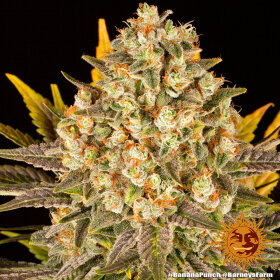 Barneys Farm Banana Punch - 3 feminisierte Samen