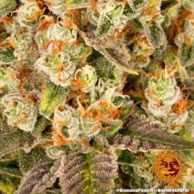 Barneys Farm Banana Punch - 3 feminisierte Samen