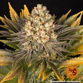 Barneys Farm Banana Punch - 3 feminisierte Samen