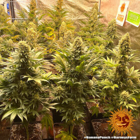 Barneys Farm Banana Punch - 3 feminisierte Samen