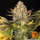 Barneys Farm Banana Punch - 3 feminisierte Samen