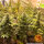 Barneys Farm Banana Punch - 3 feminisierte Samen