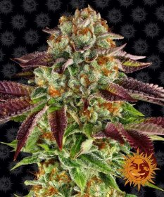 Barneys Farm Biscotti Mintz - 3 feminized seeds