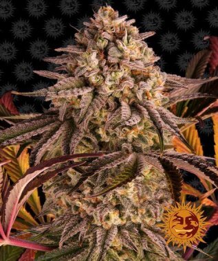 Barneys Farm Blue Sunset Sherbert - 3 feminisierte Samen