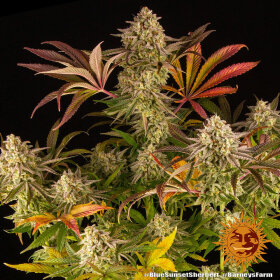 Barneys Farm Blue Sunset Sherbert - 3 feminisierte Samen