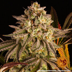 Barneys Farm Blue Sunset Sherbert - 3 feminisierte Samen