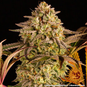 Barneys Farm Blue Sunset Sherbert - 3 feminisierte Samen