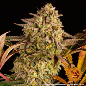 Barneys Farm Blue Sunset Sherbert - 3 feminisierte Samen