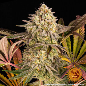 Barneys Farm Blue Sunset Sherbert - 3 feminisierte Samen