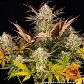 Barneys Farm Blue Sunset Sherbert - 3 feminisierte Samen