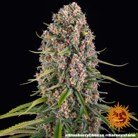 Barneys Farm Blue Cheese - 3 feminisierte Samen