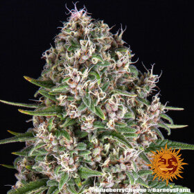 Barneys Farm Blue Cheese - 3 feminisierte Samen