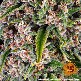 Barneys Farm Blue Cheese - 3 feminisierte Samen