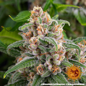 Barneys Farm Blue Cheese - 3 feminisierte Samen