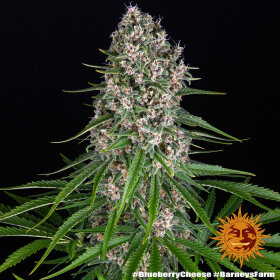 Barneys Farm Blue Cheese - 3 feminisierte Samen