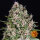 Barneys Farm Blue Cheese - 3 feminisierte Samen