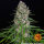 Barneys Farm Blue Cheese - 3 feminisierte Samen