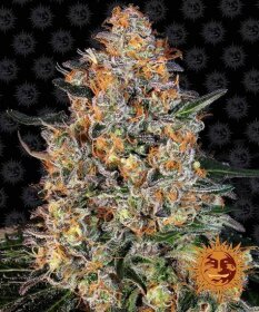 Barneys Farm Bubba Kush - 3 feminisierte Samen