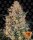 Barneys Farm Bubba Kush - 3 feminisierte Samen