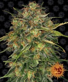 Barneys Farm Cheese - 3 feminized seeds