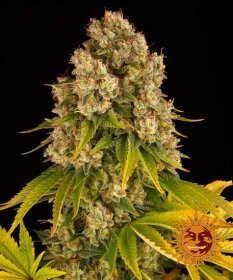 Barneys Farm Cheese AUTO - 3 autoflowering Samen