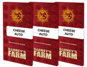 Barneys Farm Cheese AUTO - 3 automated seeds seeds