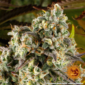 Barneys Farm Cookies Kush AUTO - 3 automated seeds