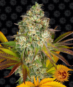 Barneys Farm Cookies Kush AUTO - 3 automatisierte Samen