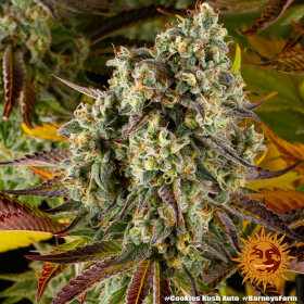 Barneys Farm Cookies Kush AUTO - 3 automatisierte Samen