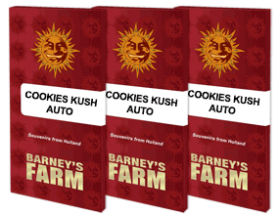 Barneys Farm Cookies Kush AUTO - 3 automatisierte Samen