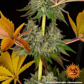 Barneys Farm Cookies Kush AUTO - 3 automatisierte Samen