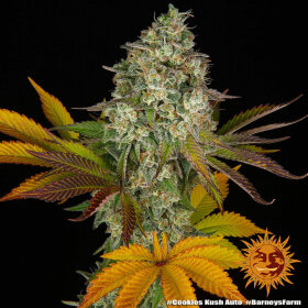 Barneys Farm Cookies Kush AUTO - 3 automatisierte Samen