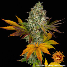 Barneys Farm Cookies Kush AUTO - 3 automatisierte Samen