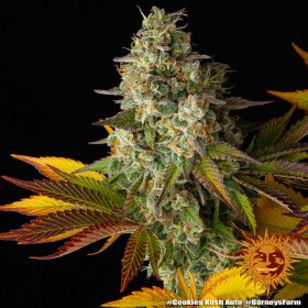 Barneys Farm Cookies Kush AUTO - 3 automatisierte Samen