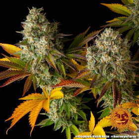 Barneys Farm Cookies Kush AUTO - 3 automatisierte Samen