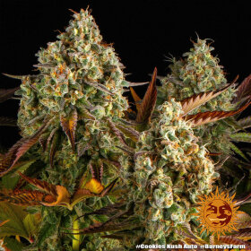 Barneys Farm Cookies Kush AUTO - 3 automatisierte Samen