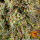 Barneys Farm Cookies Kush AUTO - 3 automatisierte Samen