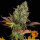 Barneys Farm Cookies Kush AUTO - 3 automatisierte Samen