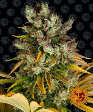 Barneys Farm GMO - 3 feminisierte Samen