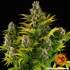 Barneys Farm GMO - 3 feminisierte Samen