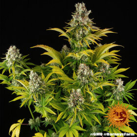 Barneys Farm GMO - 3 feminisierte Samen