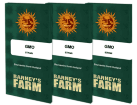 Barneys Farm GMO - 3 feminisierte Samen