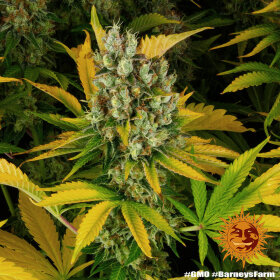 Barneys Farm GMO - 3 feminisierte Samen