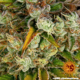 Barneys Farm GMO - 3 feminisierte Samen