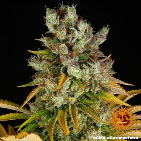 Barneys Farm GMO - 3 feminisierte Samen